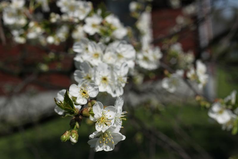 wiosna 2010_14.jpg